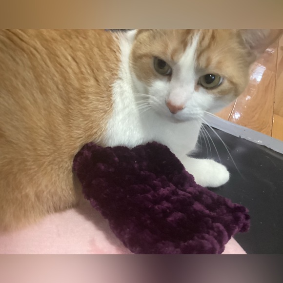 Bunny/Cat/Dog Pillow - Picture 3 of 6